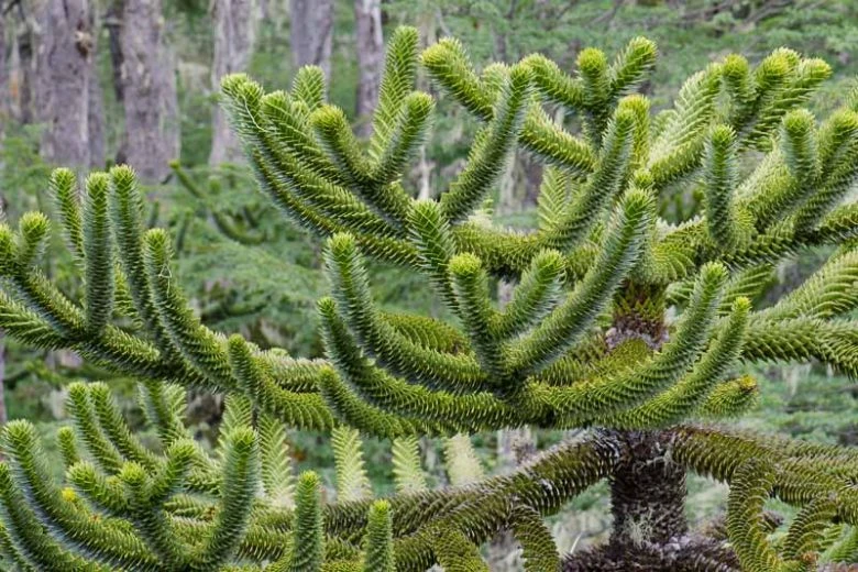 Monkey Puzzle Tree